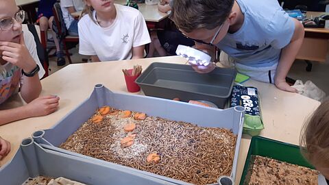 Insectenles op basisschool Calluna in Ede. De leerlingen kijken met een vergrootglas in een bak met meelwormen.