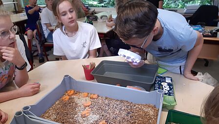 Leerlingen van basisschool Calluna in Ede krijgen insectenles. Jongen kijkt in een bak met levende meelwormen.